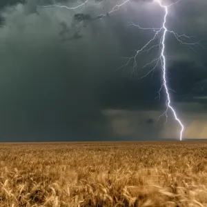 Lightning Bolt Print over Wheat Fields in Colorado Storm Lightning Bolt Print over Wheat Fields in Colorado Storm