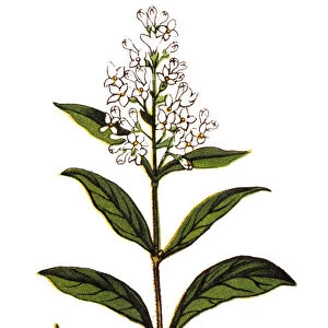 Ligustrum vulgare (wild privet, also sometimes known as common privet or European privet)