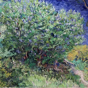 Lilac Bush, 1889. Artist: Vincent van Gogh Lilac Bush, 1889. Artist: Vincent van Gogh
