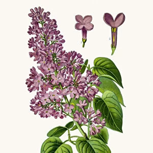 Lilac tree flower
