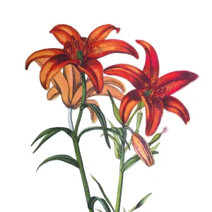 Lilies flower