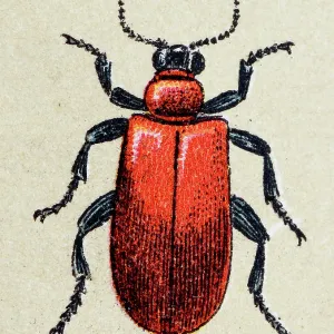 Lilioceris merdigera, insect animals antique illustration Lilioceris merdigera, insect animals antique illustration