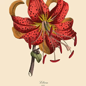 Lilium or Lily Plants, Victorian Botanical Illustration