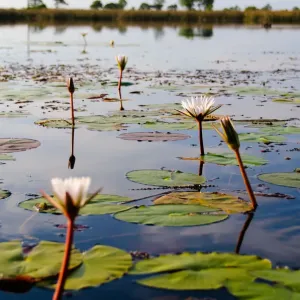 Lillies Lillies