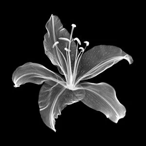 Lily flower (Lilium sp. ), X-ray