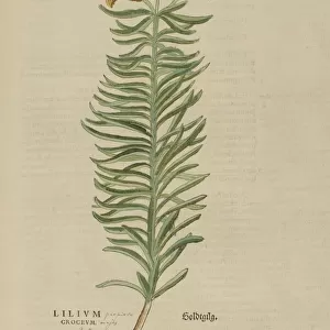 Collections: Botanical Illustrations