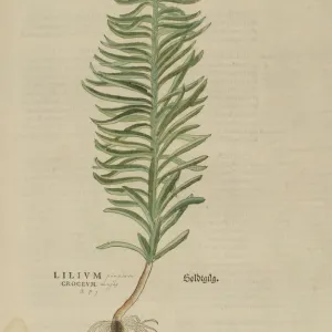 Collections: Botanical Illustrations