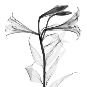 Lily (Lilium longiflorum), X-ray