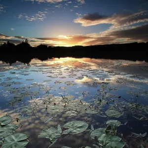 lily pond at dusk lily pond at dusk
