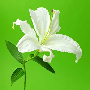 lily, stem, blossom, flower, floral, botanical, white, green, color of the year, no people