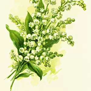 Lily of the valley 19 century illustration