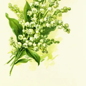 Lily of the valley 19 century illustration