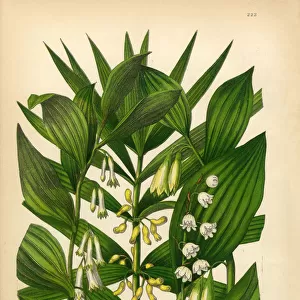 Lily of the Valley, Solomonas Seal, Victorian Botanical Illustration