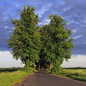 Lime Tree or Linden -Tilia- tree-lined avenue in the evening light, Mecklenburg-Western Pomerania, Germany, Europe