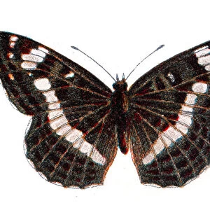 Limenitis camilla, Eurasian white admiral butterfly, Wildlife art