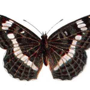Limenitis camilla, Eurasian white admiral butterfly, Wildlife art Limenitis camilla, Eurasian white admiral butterfly, Wildlife art