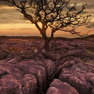 Limestone rocks with tree