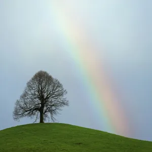 Limetree, linden tree -Tilia- on a moraine hill with a rainbow, Hirzel, Switzerland, Europe