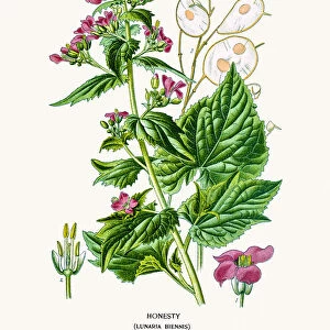 Linaria (Honesty) plant