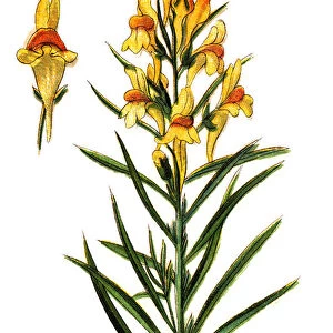 Linaria vulgaris (common toadflax, yellow toadflax, or butter-and-eggs)