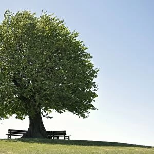Linde -Tilia spec- with bench, solitary tree a hill, Rendsburg-Eckernfoerde district, Schleswig-Holstein, Germany, Europe