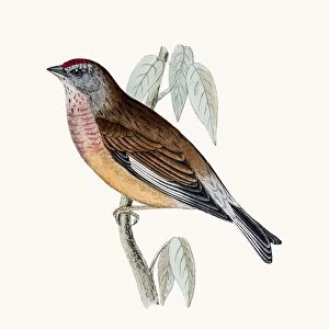 Linnet bird