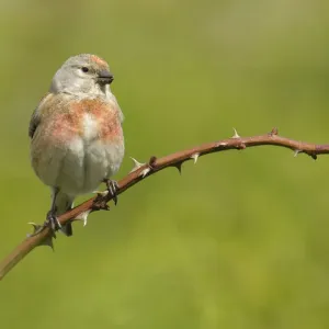 Linnet Print - A Fine Art Photograph of a Songbird