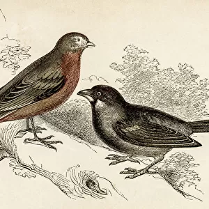 Linnet and Sparrow bird engraving 1851