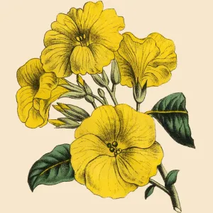 Linum or Flax and Linseed Plant, Victorian Botanical Illustration Linum or Flax and Linseed Plant, Victorian Botanical Illustration