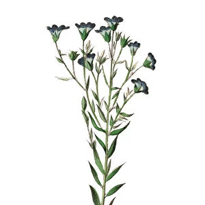 Linum usitatissimum, Flax Plants, Victorian Botanical Illustration