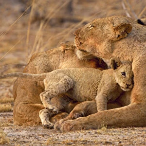 A Lion cub enthusiastically greets its mother