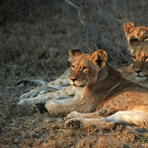 Three Lion Cubs (Panthera leo) Lying in the Veld