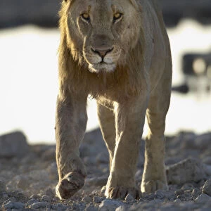 Lion, Etosha National Park, Namibia