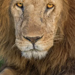 Lion face close up