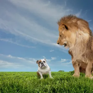 Lion Intimidating An English Bulldog