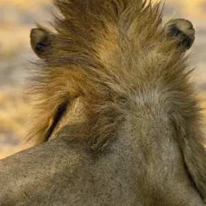 Lion, Katavi National Park, Tanzania Lion, Katavi National Park, Tanzania