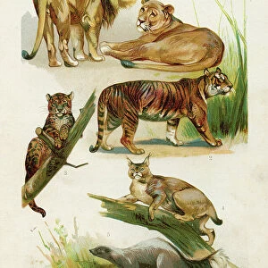 Lion, Lioness, Tiger, Leopard, Bobcat, Skunk chromolithograph illustration 1891