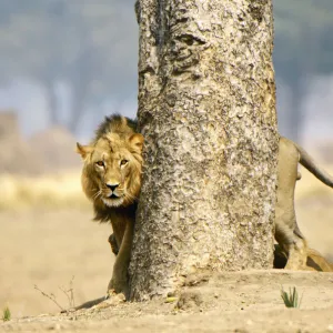 Lion, Mana Pools National Park, Zimbabwe