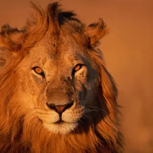 Lion (Panthera leo), close-up Lion (Panthera leo), close-up