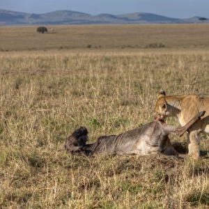 Lion -Panthera leo- eating a Blue Wildebeest -Connochaetes taurinus-, Masai Mara National Reserve, Kenya, East Africa, Africa, PublicGround