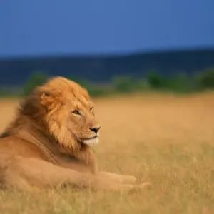 Lion (Panthera leo) lying in grass, thunderstorm on horizon Lion (Panthera leo) lying in grass, thunderstorm on horizon