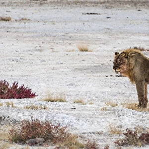Lion -Panthera leo-, male standing at the edge of the Etosha Pan, Etosha National Park, Namibia