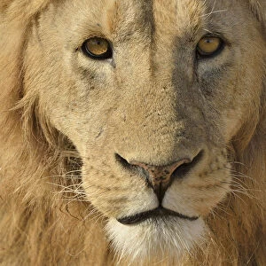 Lion -Panthera leo-, with a mane, portrait, Ngorongoro, Serengeti, Tanzania