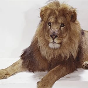 Lion sitting on white background, close-up