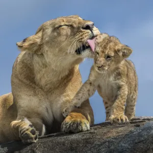 Lioness and Cubs Print Lioness and Cubs Print