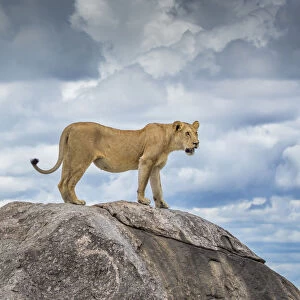 Lioness dragging wildebeest kill in the Serengeti