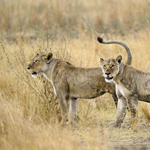 Lioness, Katavi National Park, Tanzania