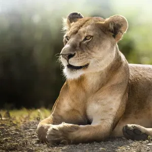 Lioness Lying Down Print, Ngorongoro Wildlife Scene Lioness Lying Down Print, Ngorongoro Wildlife Scene