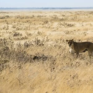 Lioness -Panthera leo- with cubs in steppe, Etosha National Park, Namibia