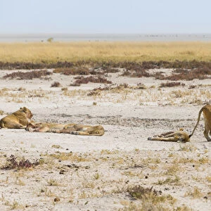 Lioness -Panthera leo- drinking at a waterhole on the edge of the Etosha Pan, Etosha National Park, Namibia